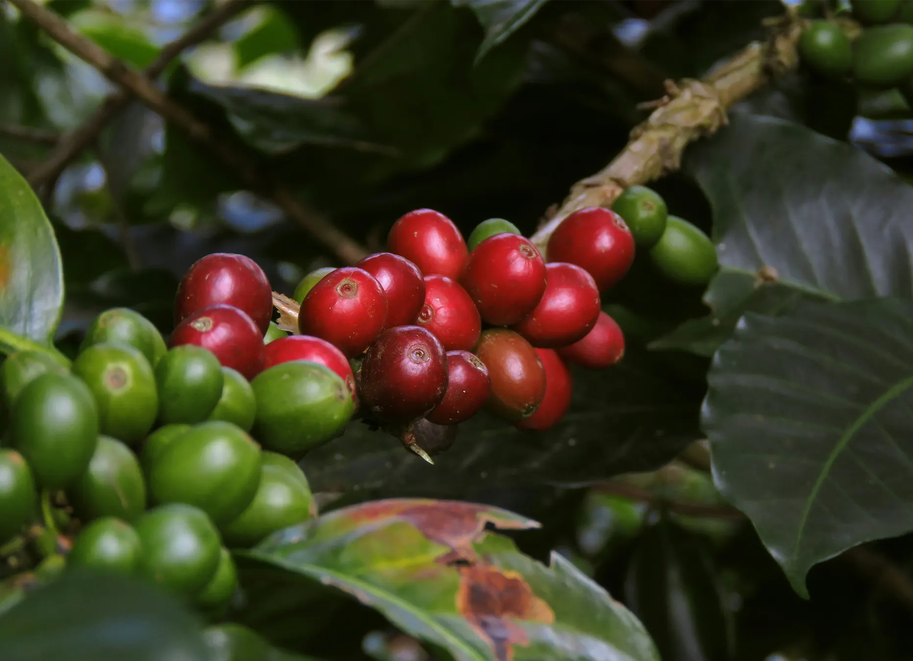 Grün Kaffee